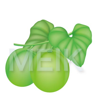 羅漢果のイラスト