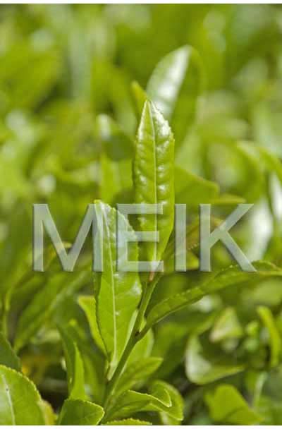 �����̐V��