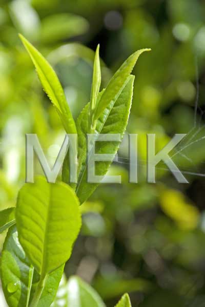 �����̐V��