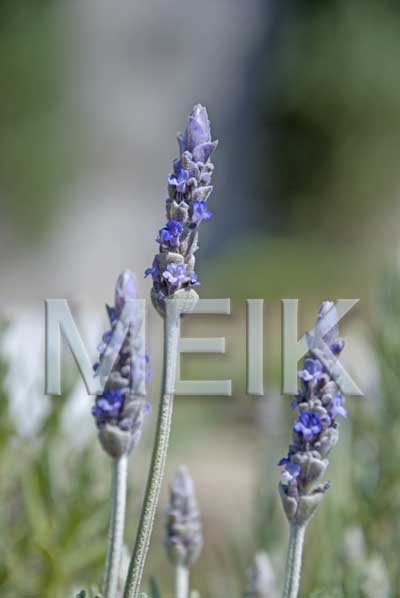 ���x���_�[