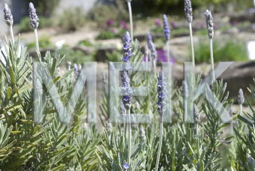 ���x���_�[